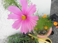 /album/fotogalerie/p8030177-jpg/